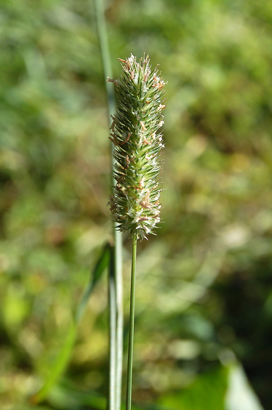 Image of Phleum pratense specimen.