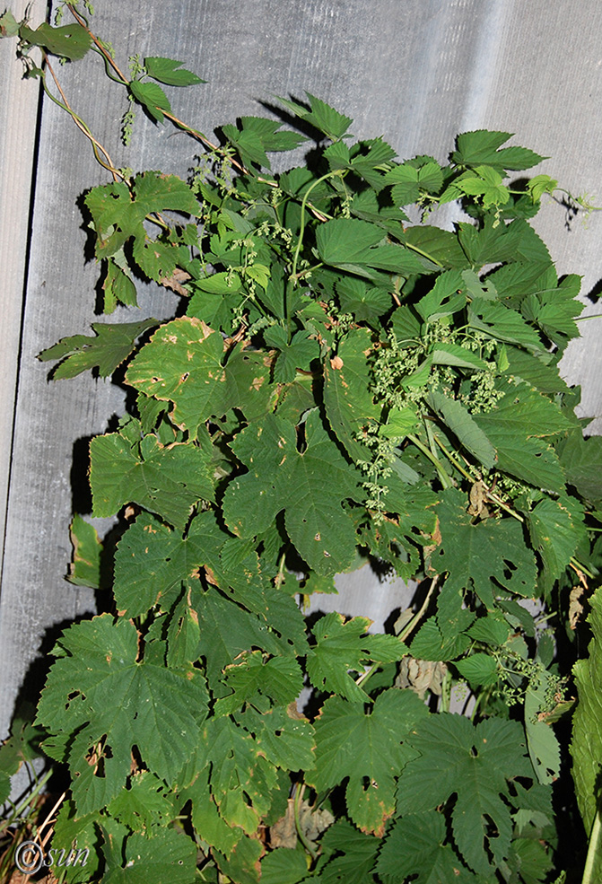 Image of Humulus lupulus specimen.