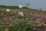 Papaver anomalum