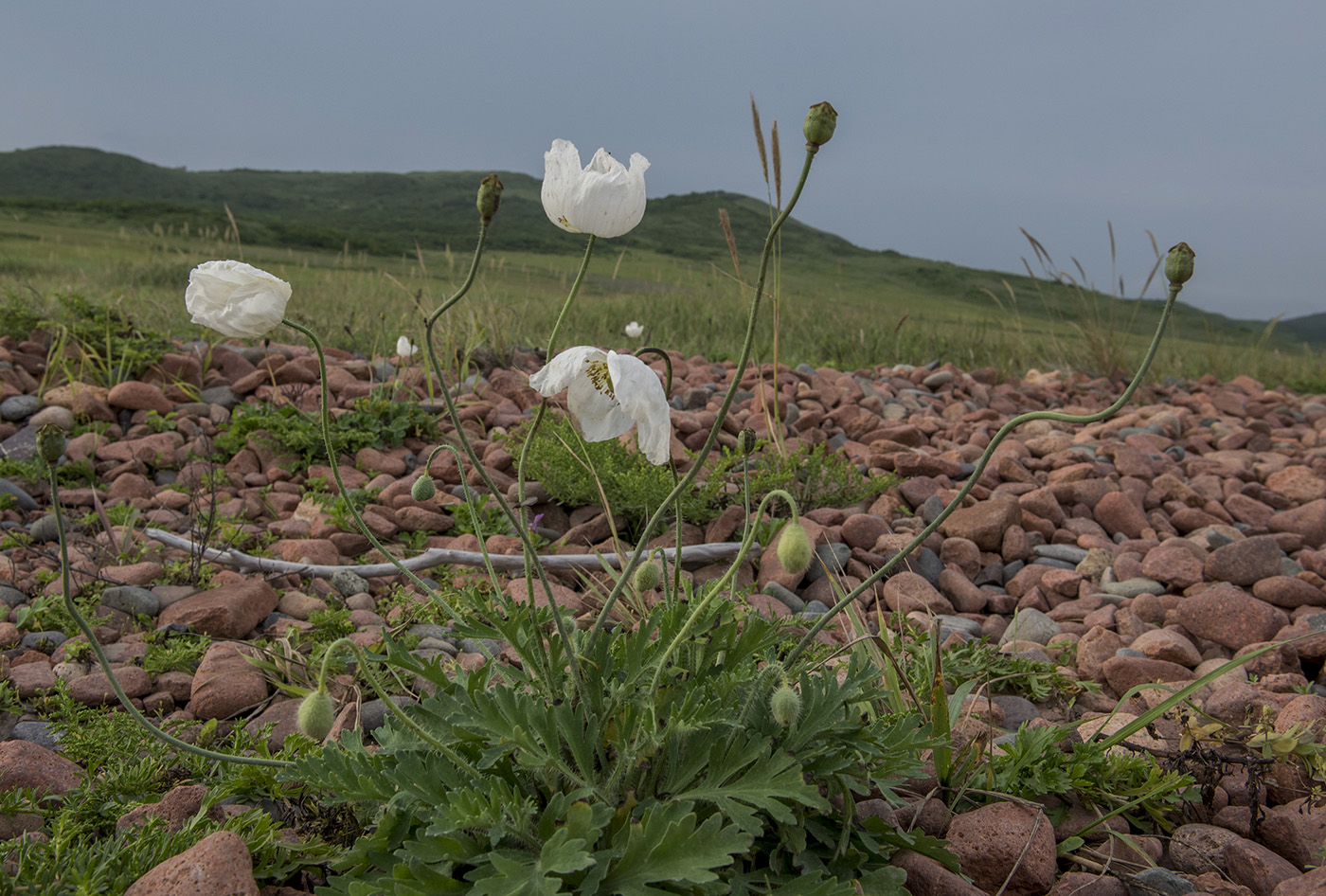 Изображение особи Papaver anomalum.