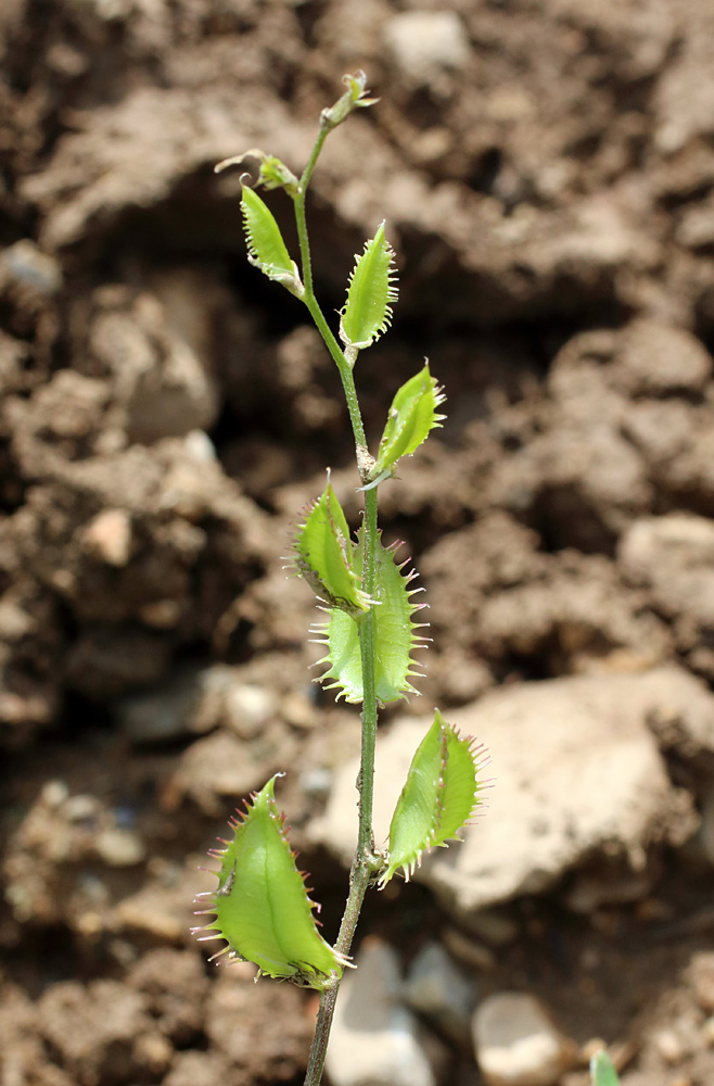 Изображение особи Astragalus schmalhausenii.