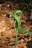 Cephalanthera damasonium. Незрелые, не до конца развернувшиеся плоды. Крым, гора Чатырдаг, южный склон верхнего плато, буковый лес. 12 июля 2015 г.