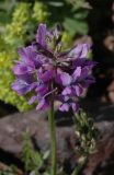 Oxytropis lapponica