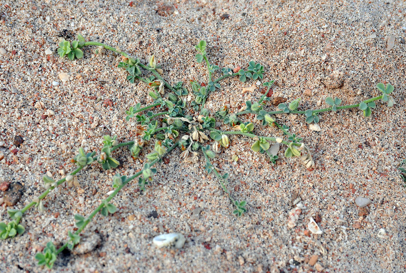 Image of Lotus garcinii specimen.