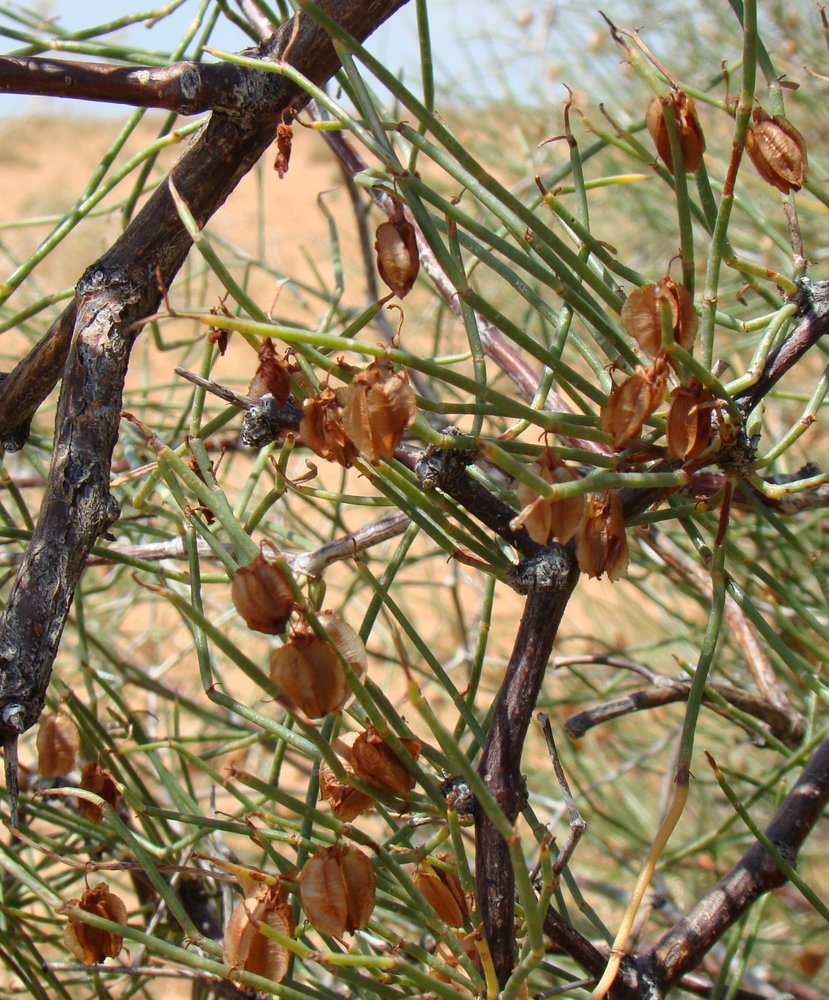 Изображение особи Calligonum aphyllum.