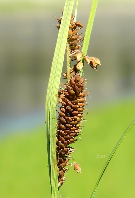 Изображение особи род Carex.