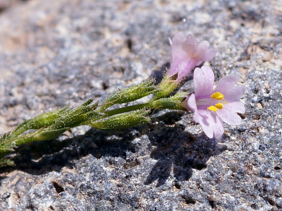 Изображение особи Leptorhabdos parviflora.