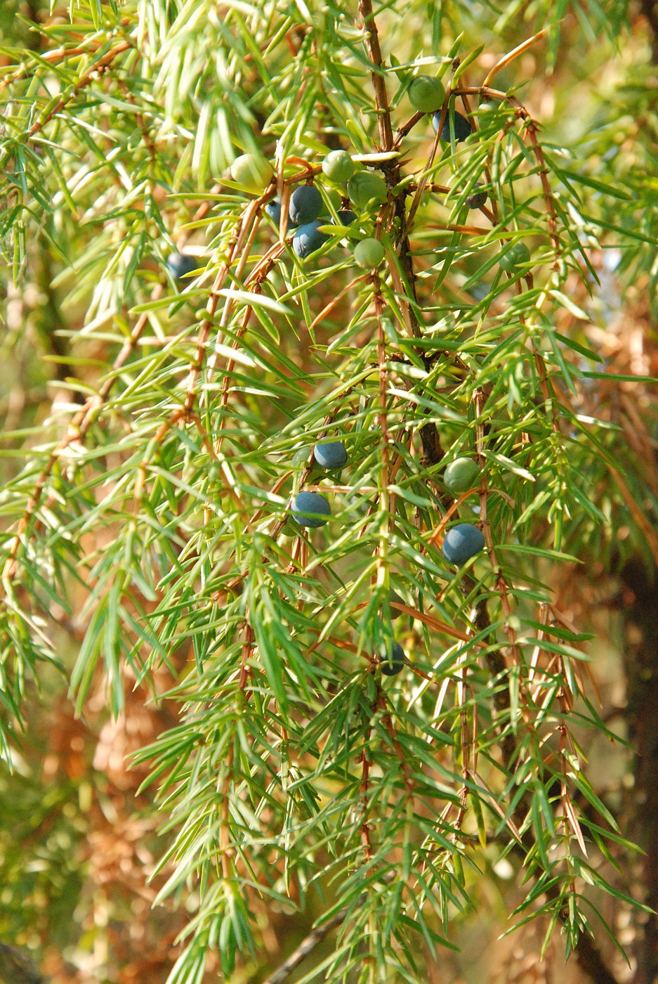 Изображение особи Juniperus communis.