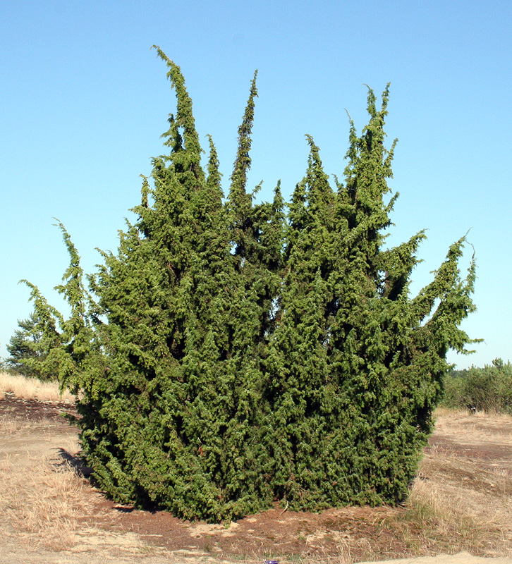 Image of Juniperus communis specimen.