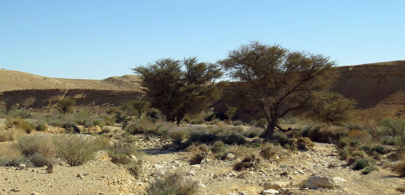 Изображение особи Vachellia pachyceras.