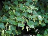 Tilia cordata