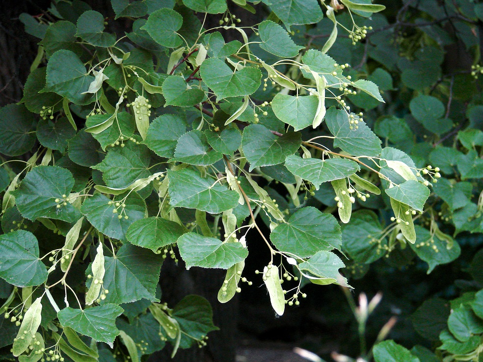 Изображение особи Tilia cordata.