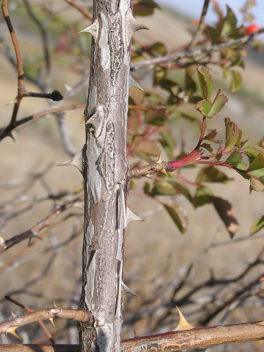 Image of Rosa canina specimen.