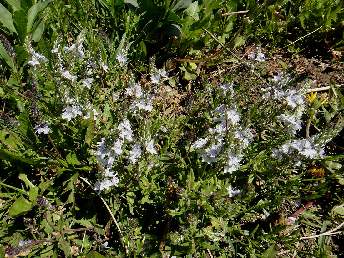 Image of genus Veronica specimen.