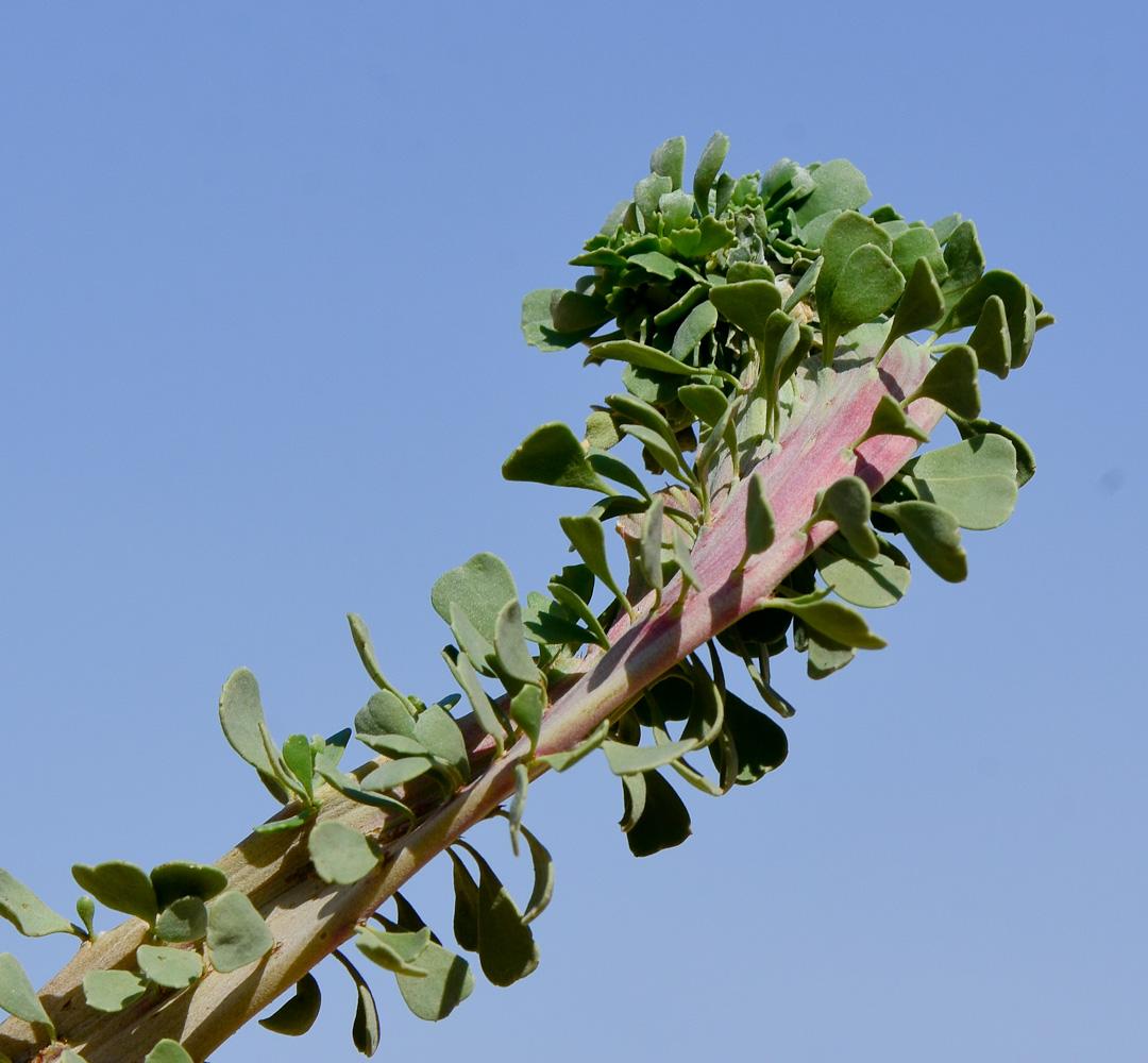 Image of Nitraria retusa specimen.