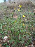 Sonchus oleraceus