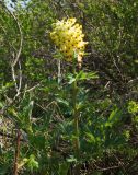 Corydalis nobilis