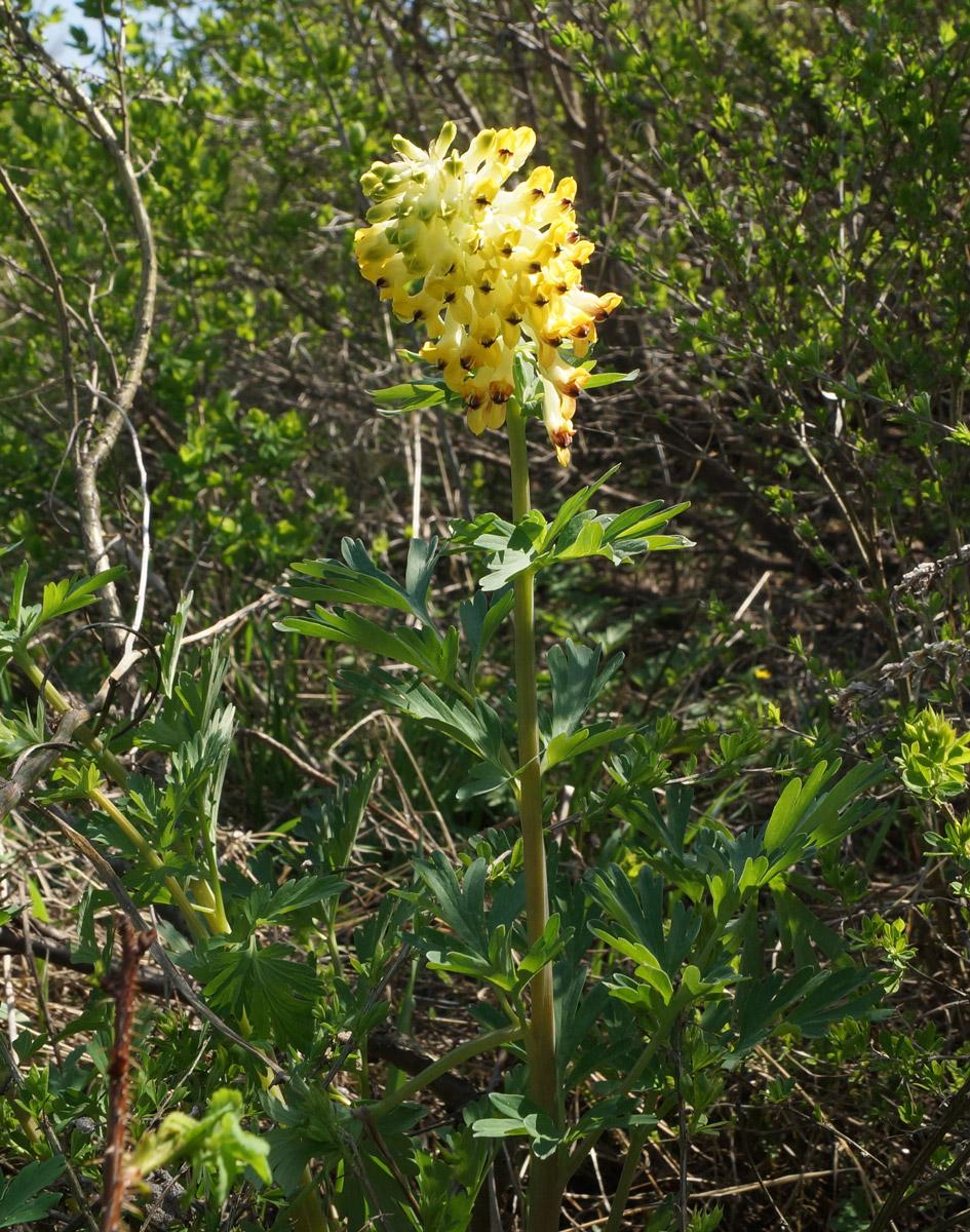 Image of Corydalis nobilis specimen.