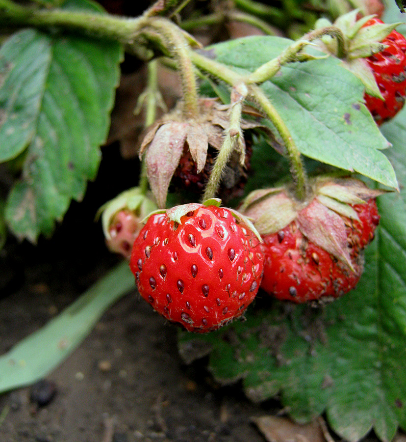Image of Fragaria &times; ananassa specimen.