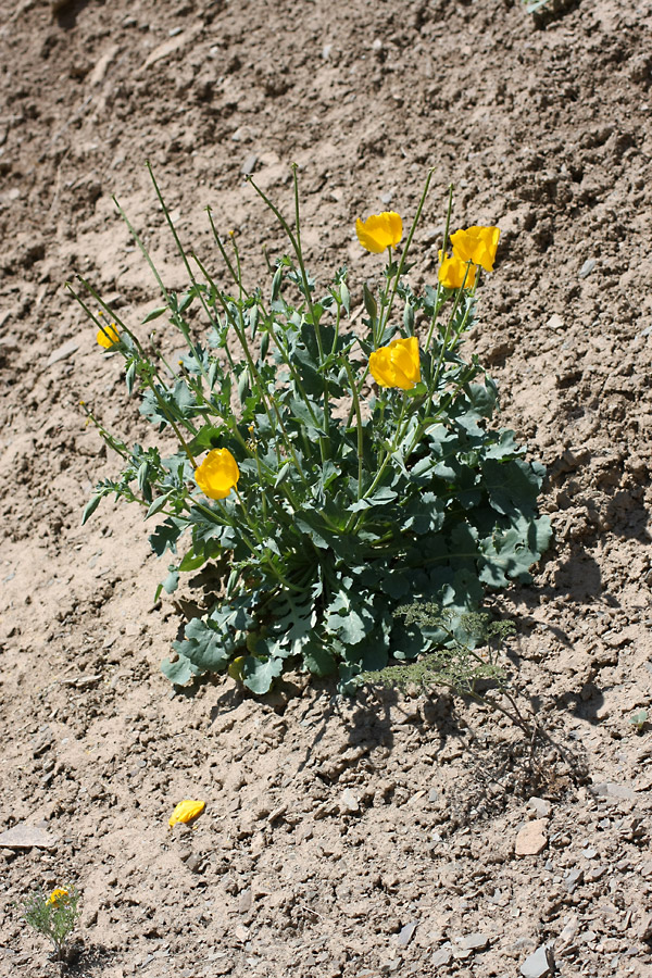 Image of Glaucium fimbrilligerum specimen.