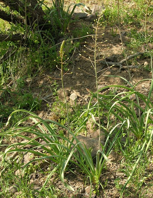 Image of Eremurus soogdianus specimen.