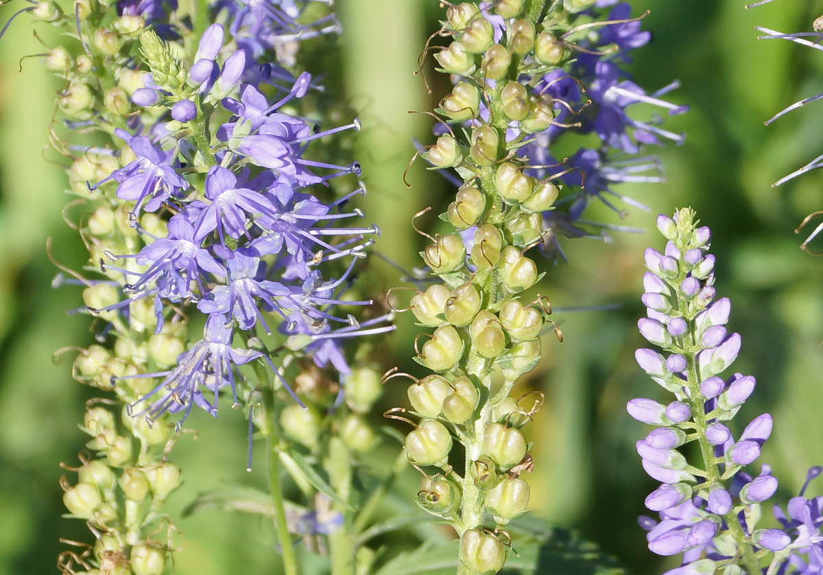 Изображение особи Veronica longifolia.