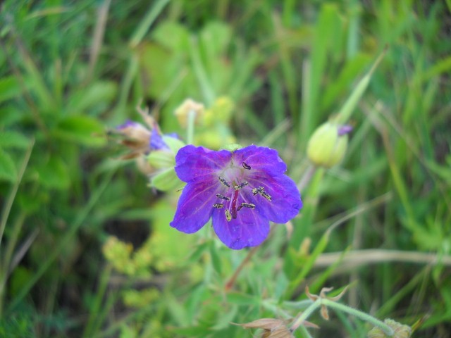 Image of Geranium pratense specimen.