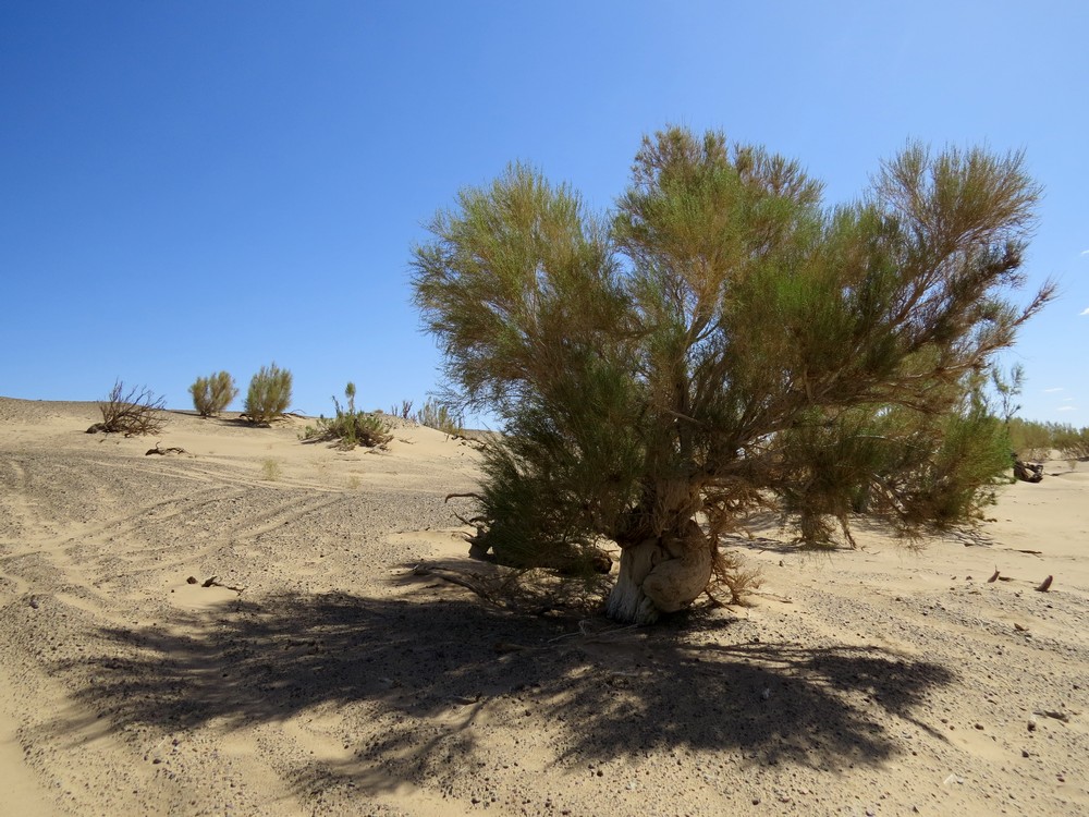 Image of Haloxylon ammodendron specimen.