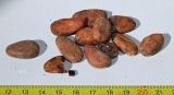 Theobroma cacao