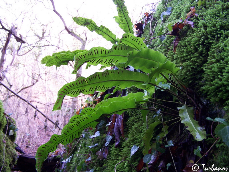 Image of Phyllitis scolopendrium specimen.