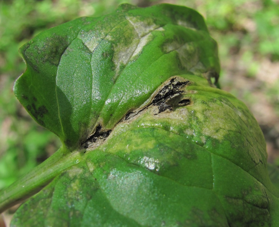 Изображение особи Arum maculatum.