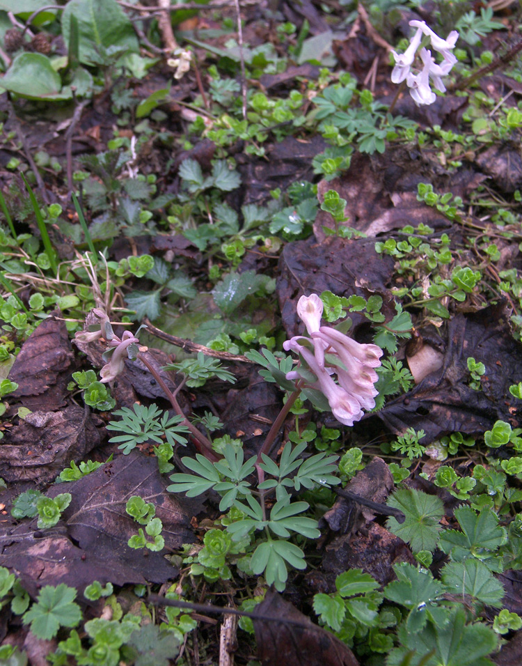 Изображение особи Corydalis teberdensis.