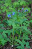 Pulmonaria obscura