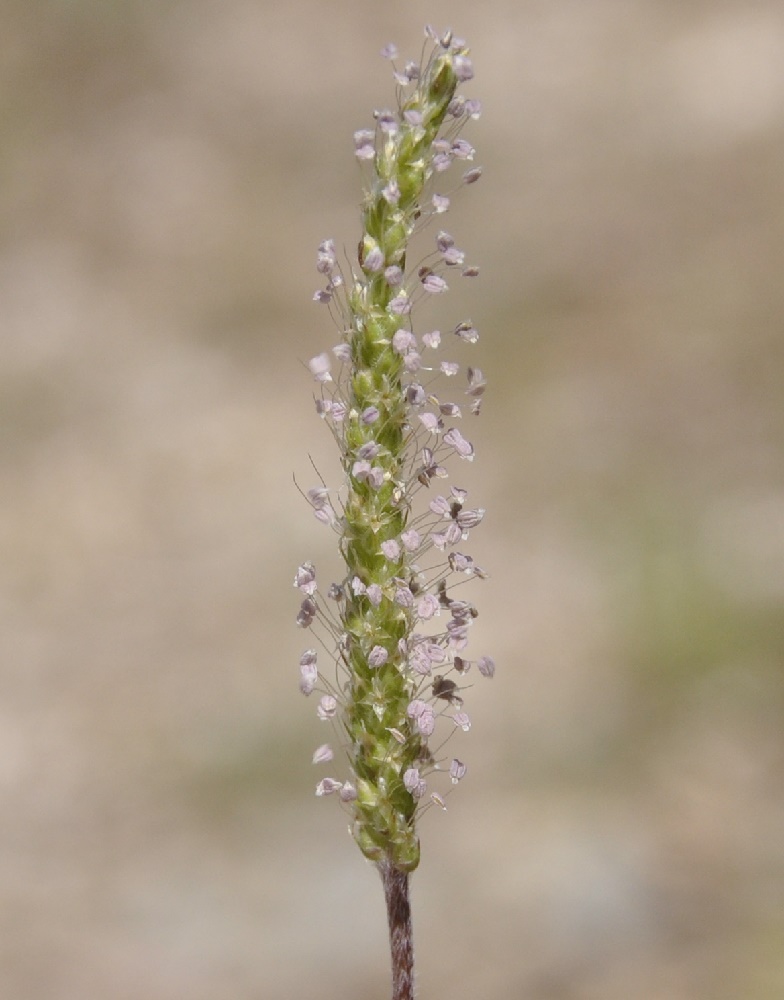 Изображение особи Plantago coronopus.