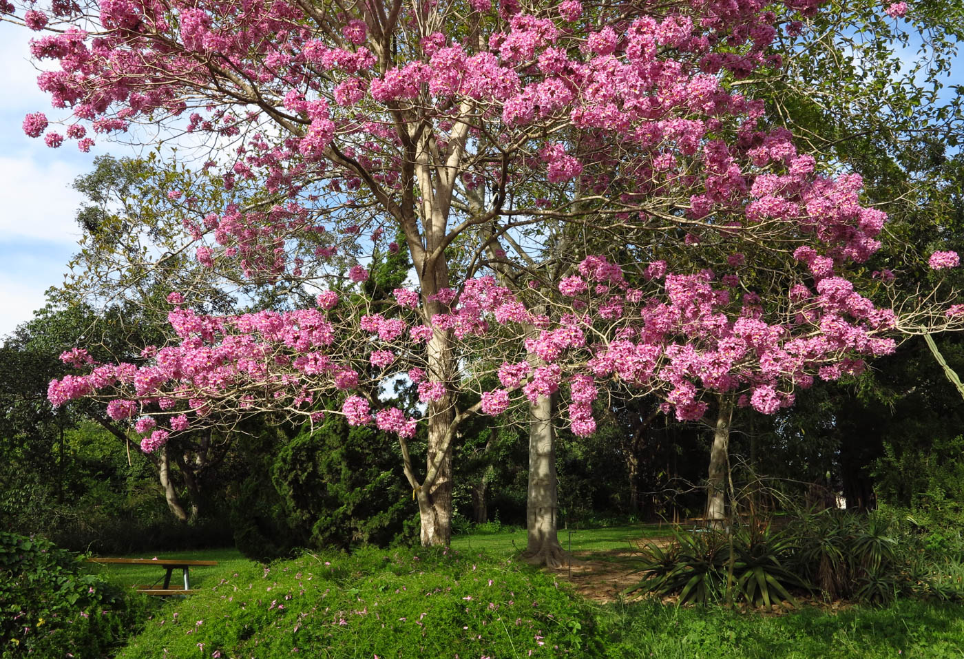 Изображение особи Tabebuia impetiginosa.