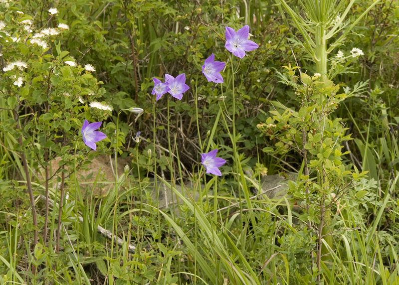 Изображение особи Campanula altaica.