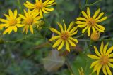 genus Senecio. Соцветия. Татарстан, восточный склон Приволжской возв. на берегу Куйбышевского вдхр. в р-не устья р. Кама, луг. 04.07.2006.