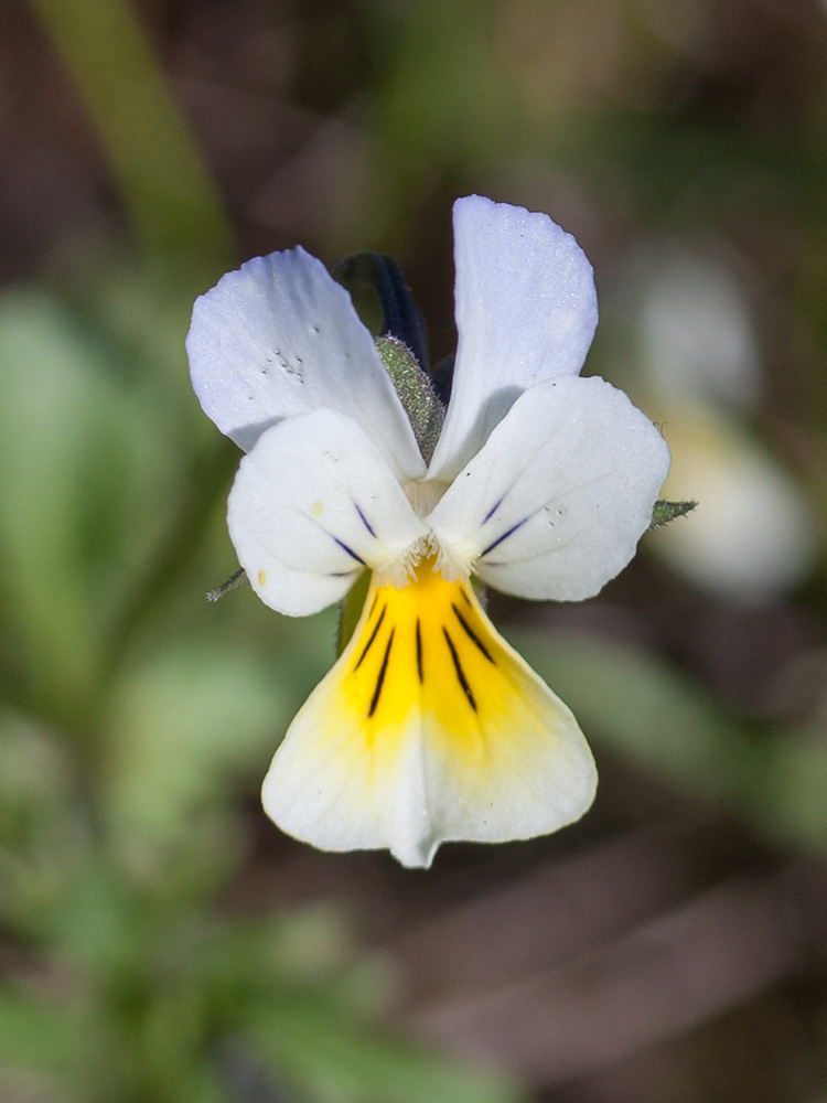 Изображение особи род Viola.