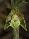 Epipactis microphylla. Цветок. Крым, Байдарская долина, окр. с. Кизиловое, лиственный лес. 9 июня 2016 г.