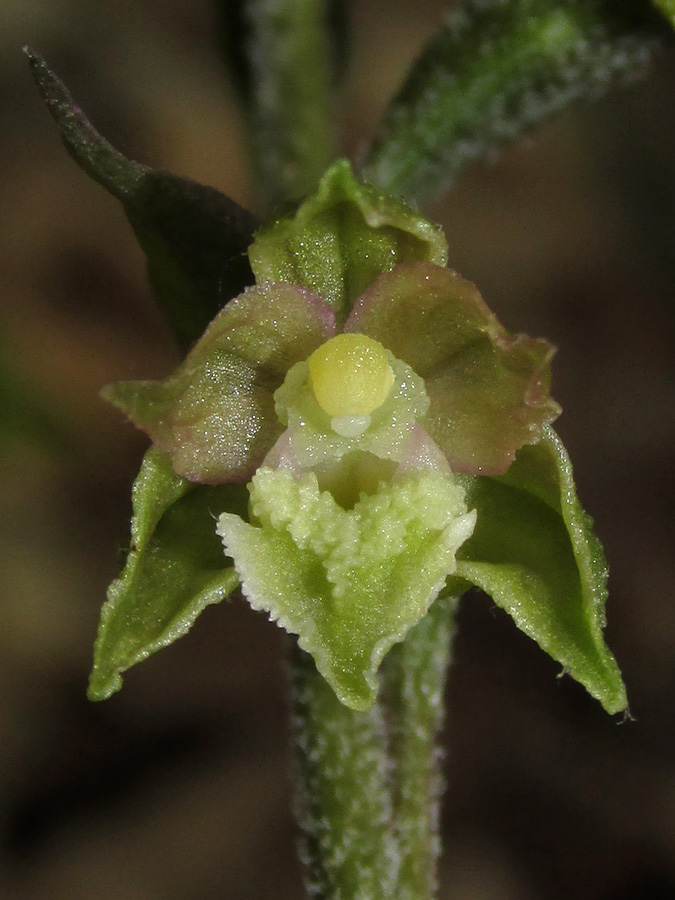 Изображение особи Epipactis microphylla.