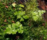 род Dryopteris. Вайи молодого растения. Московская обл., Раменский р-н, окр. ж.-д. платформы Хрипань, смешанный лес у ЛЭП. 16.06.2016.