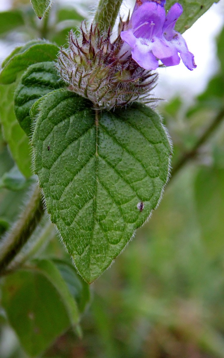 Image of Clinopodium caucasicum specimen.