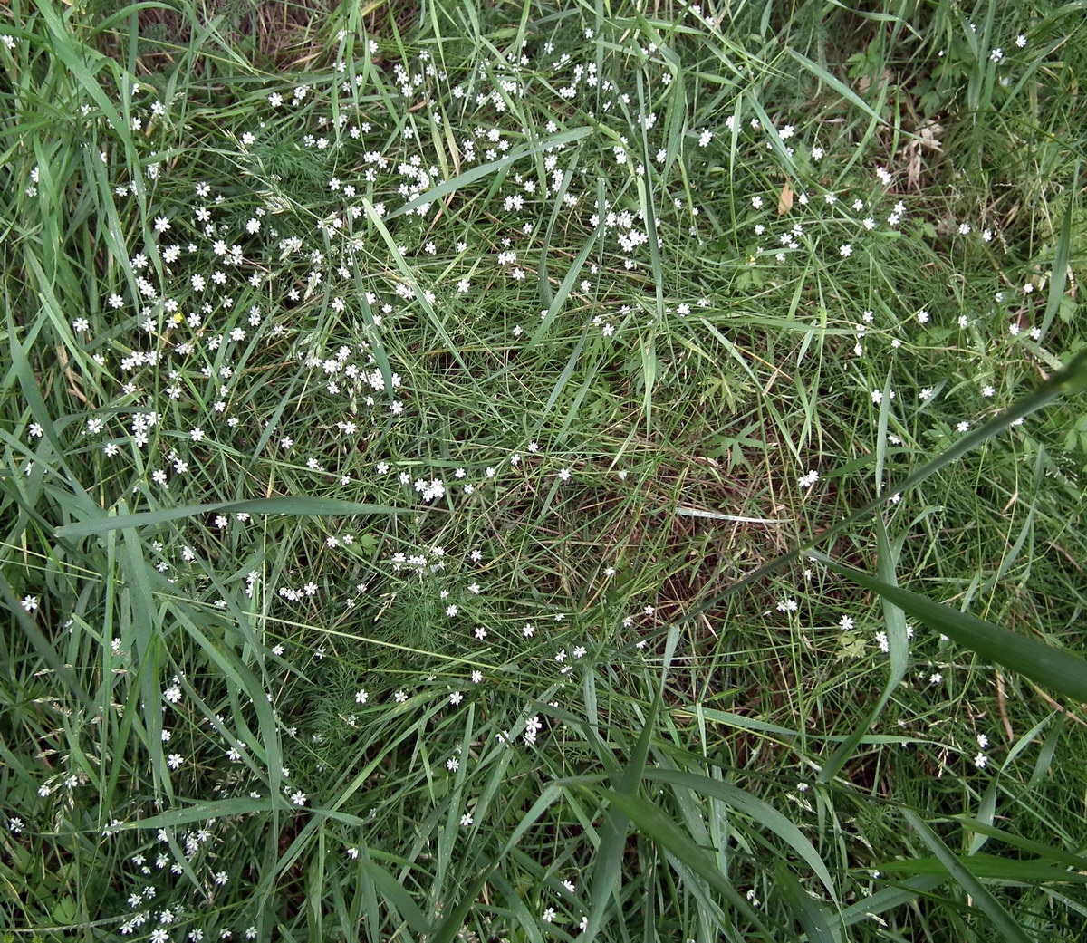 Изображение особи род Stellaria.