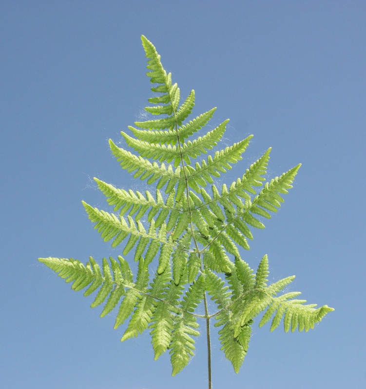 Image of Gymnocarpium robertianum specimen.