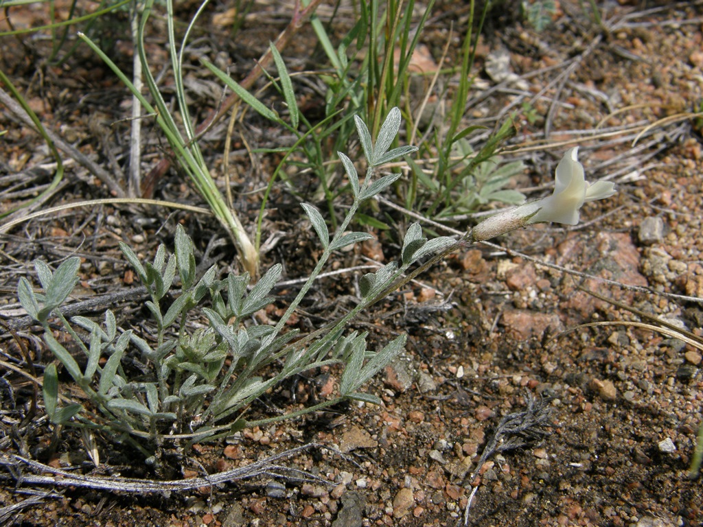 Изображение особи Astragalus depauperatus.