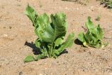 Armoracia rusticana