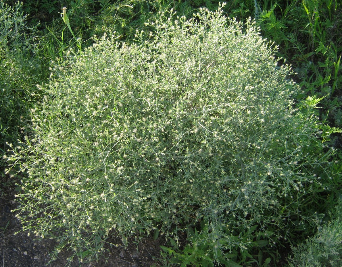 Image of Centaurea diffusa specimen.