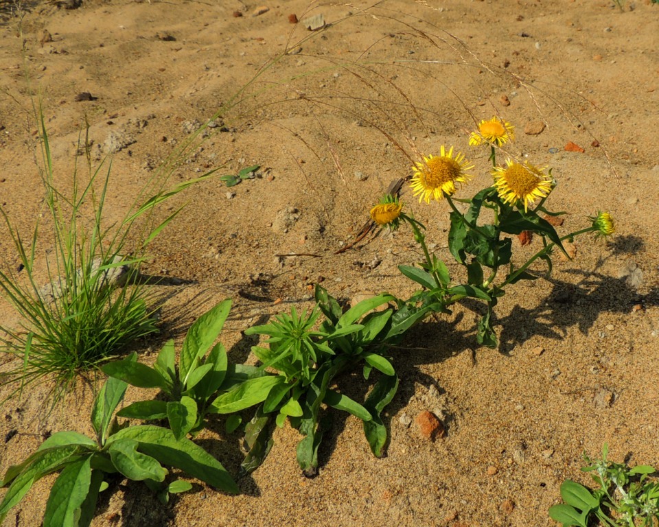 Image of Inula britannica specimen.