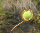 Cotula coronopifolia