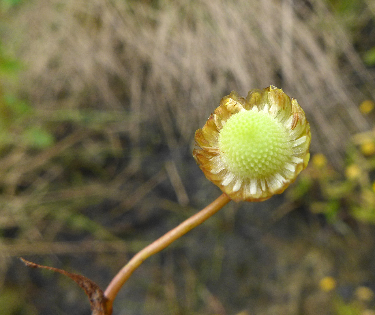 Image of Cotula coronopifolia specimen.